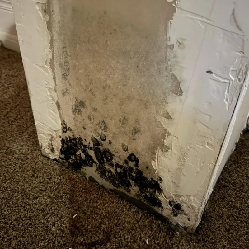 Professional Mold Removal in Stanton, TX